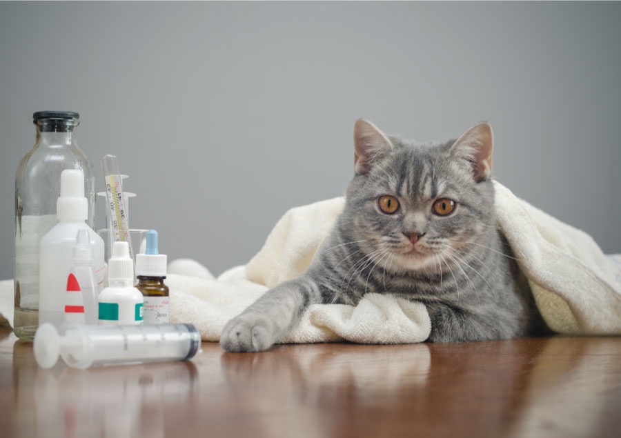 Hassas mide için hangi mama iyi?