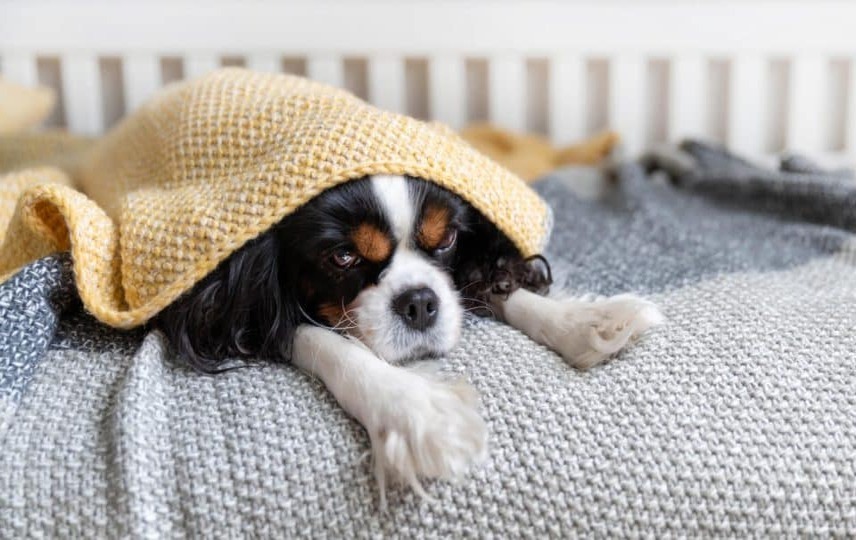 Köpeklerde Enerji Seviyesi ve Mama İlişkisi